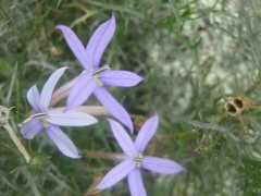 Rare ‘Rock Isotome’ seed has been collected near Wyangala Dam